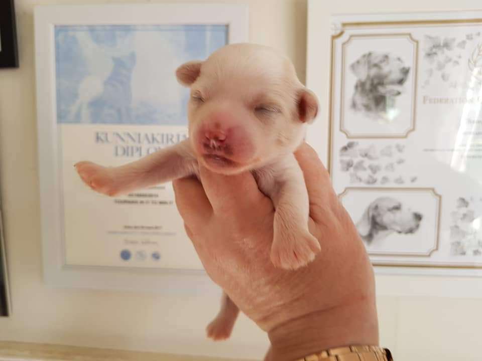 Tournais Harris Furloose