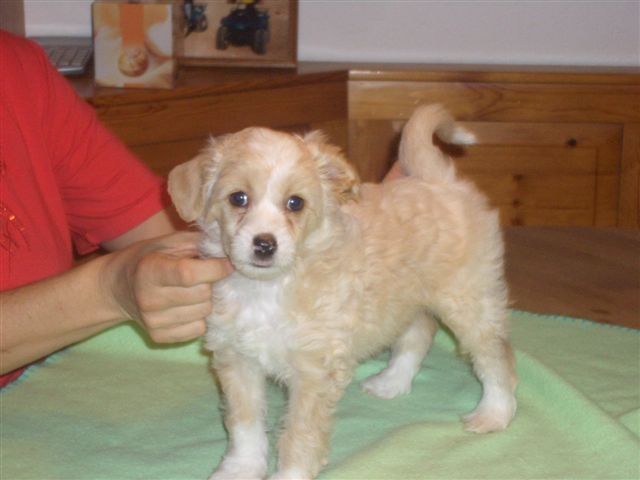 Free Styler Fantasy Island