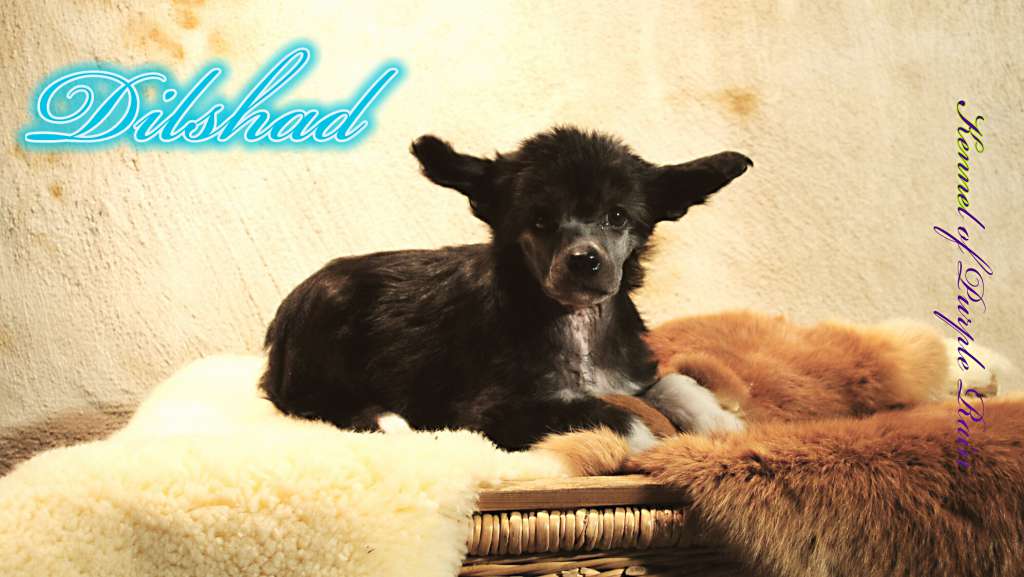 Dilshad of Purple Rain