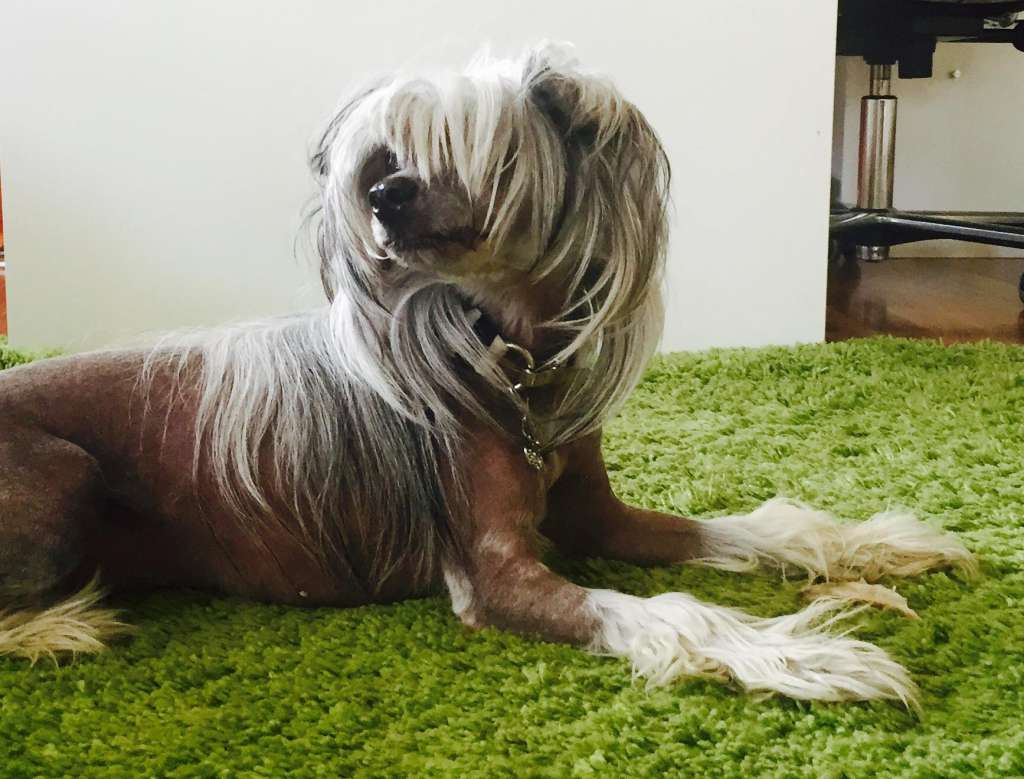 Alavita von Panaluna