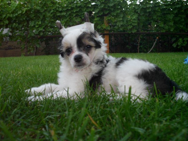 Amilla Black & White Border