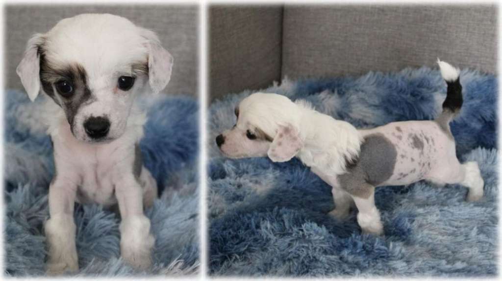 Chinese Flowers For Freedom