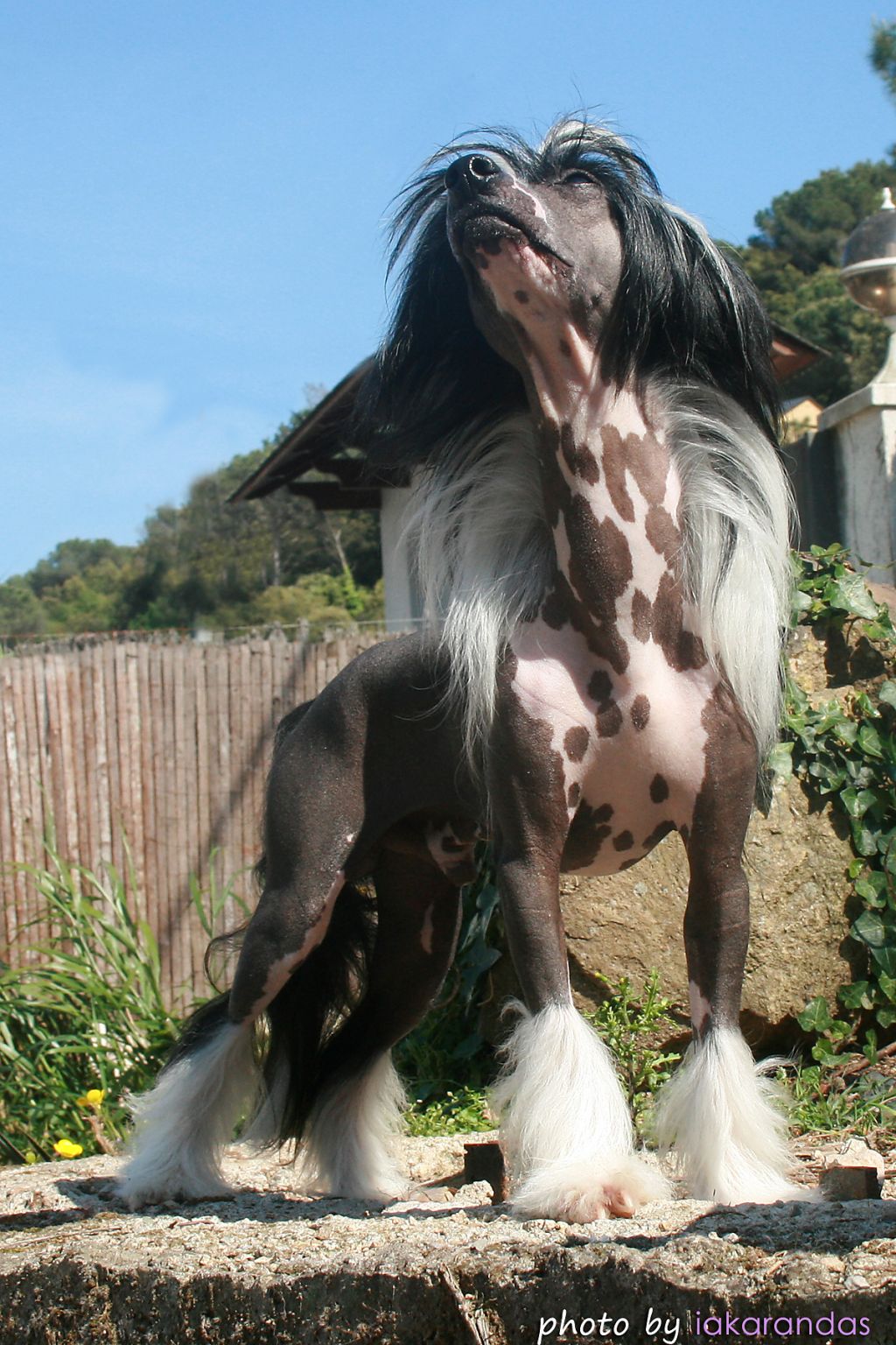 Ride The Wild Wind Della Castafiore