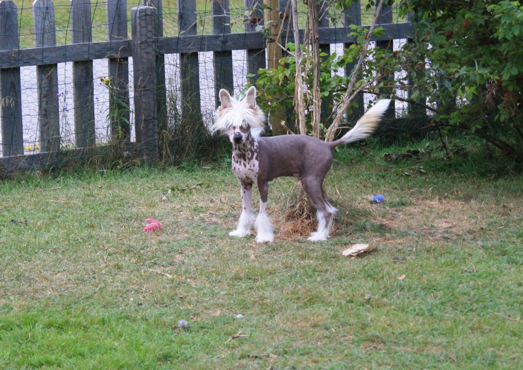 Love Bites The Final Countdown