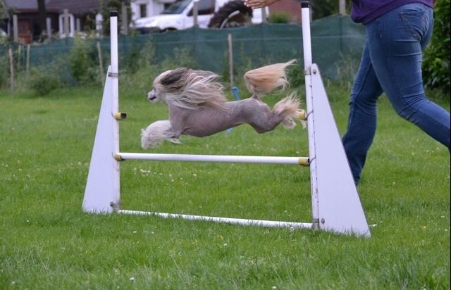 Honey Pie Top Model De Rama