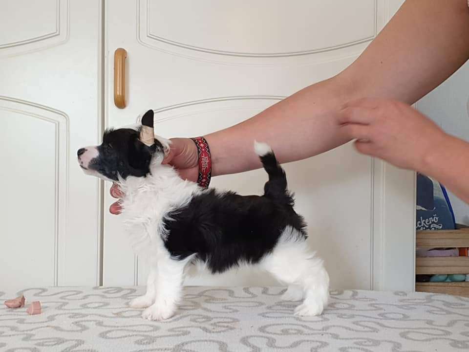 Viuvaun Got No Shame