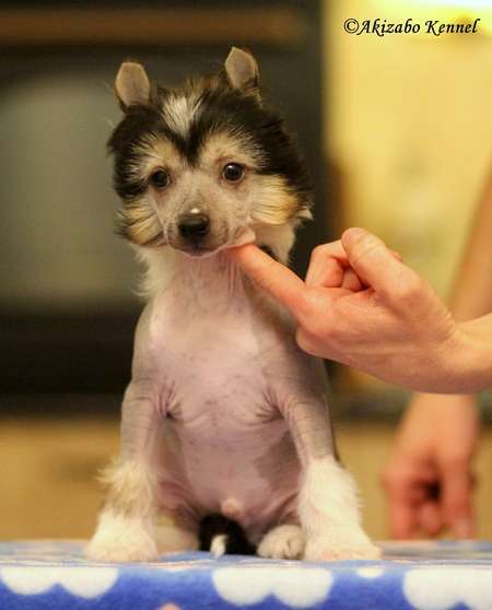 Dominique Insolite Familier