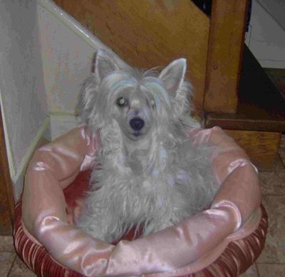 Oriental Jokes Axelle-Ice