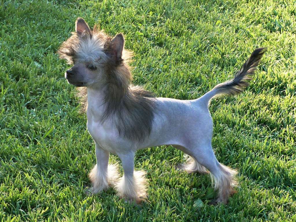 Kamar z Pulnocního dvora