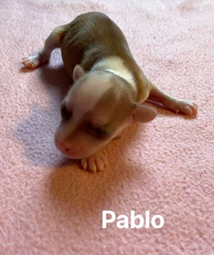 Pablo