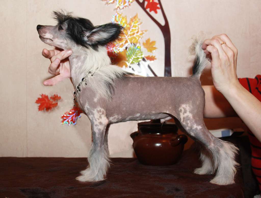 Charuyuschiy Soblazn Le Finazh Chablis