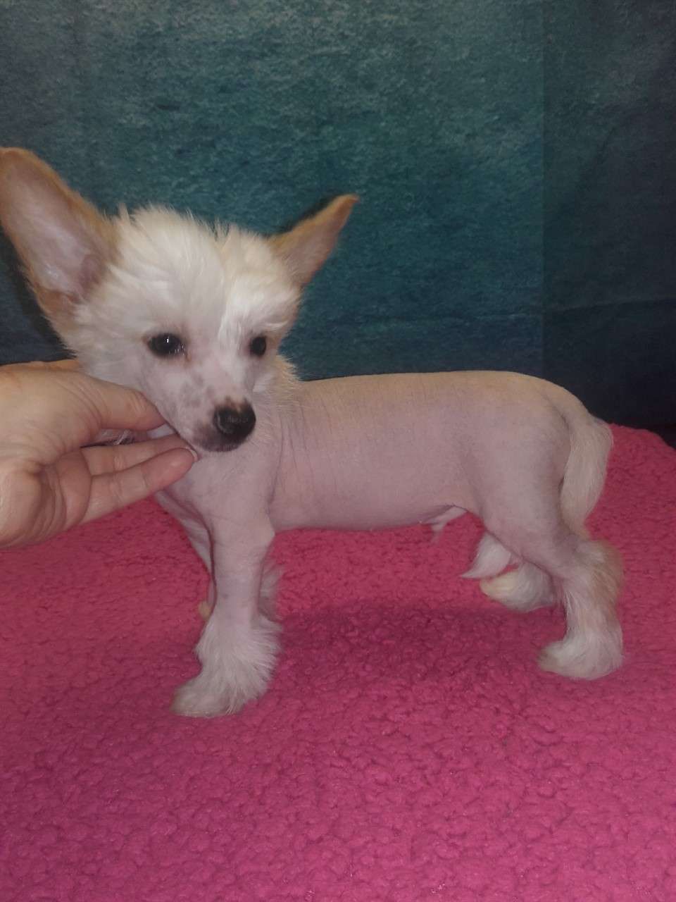 pufflepaws arslan the brave