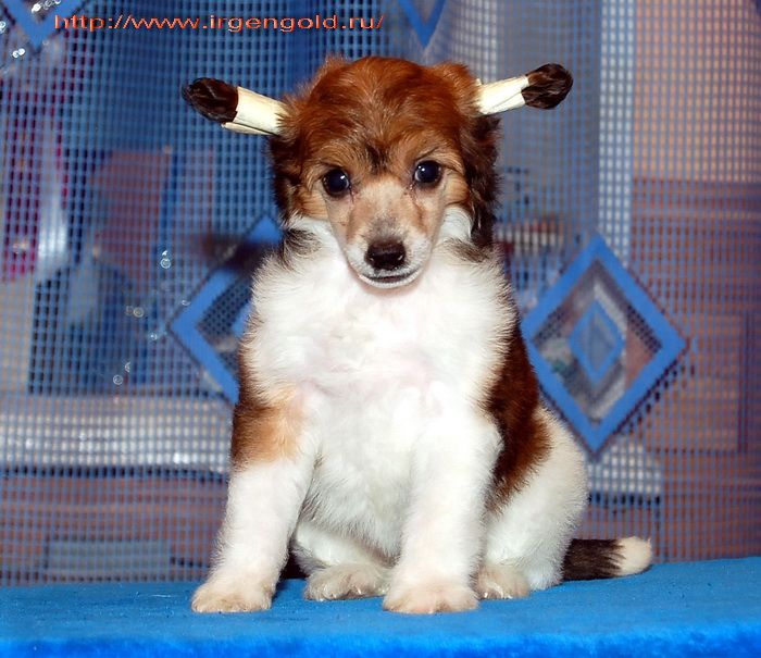 Irgen Gold Pola Abdyl