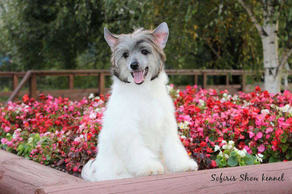 Sofiris Show Dalwhinnie