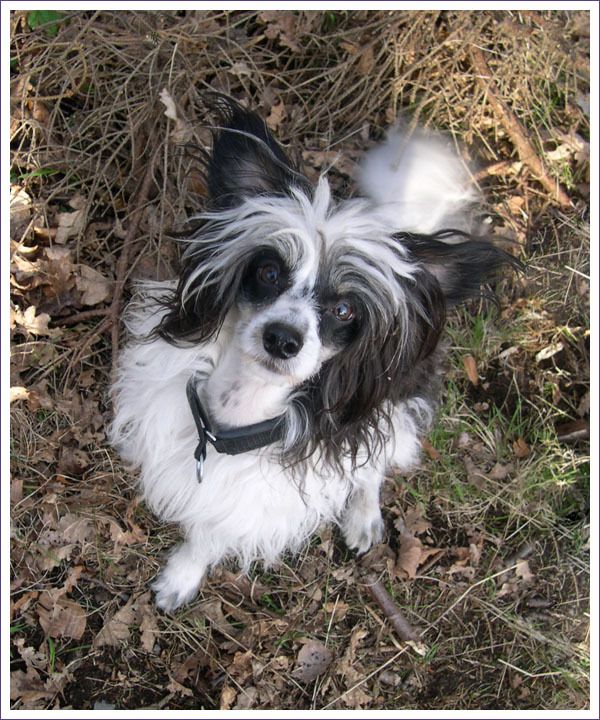 Sandfield's Men Shen