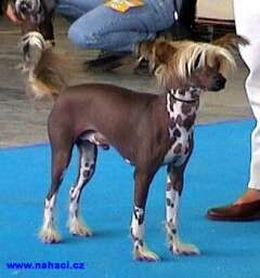 Asilwer Sarah Valenzo