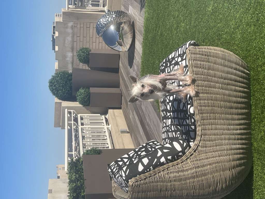 Shikadin-Windspiel Pretty In Pink