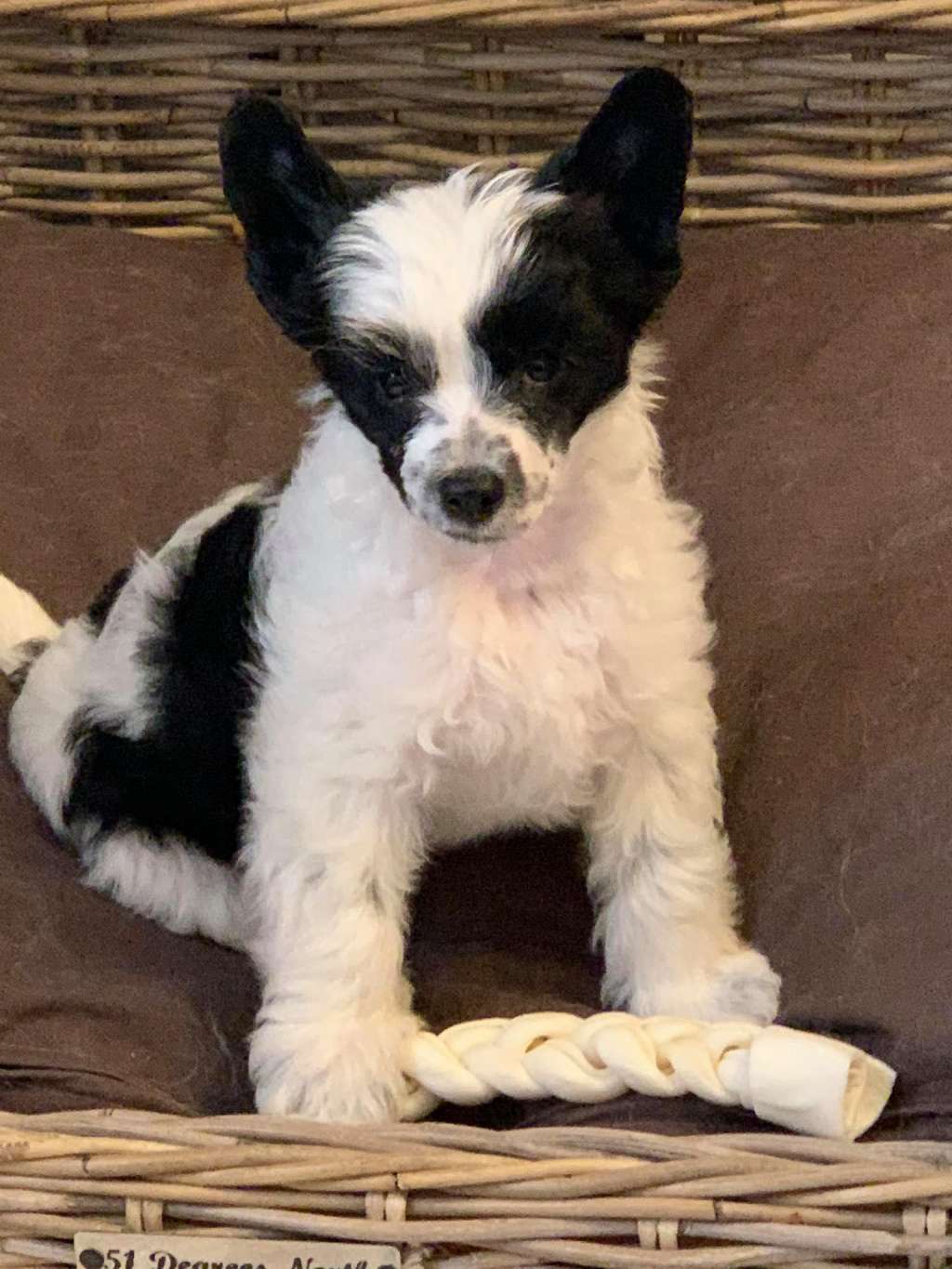 Thor of the loving dols