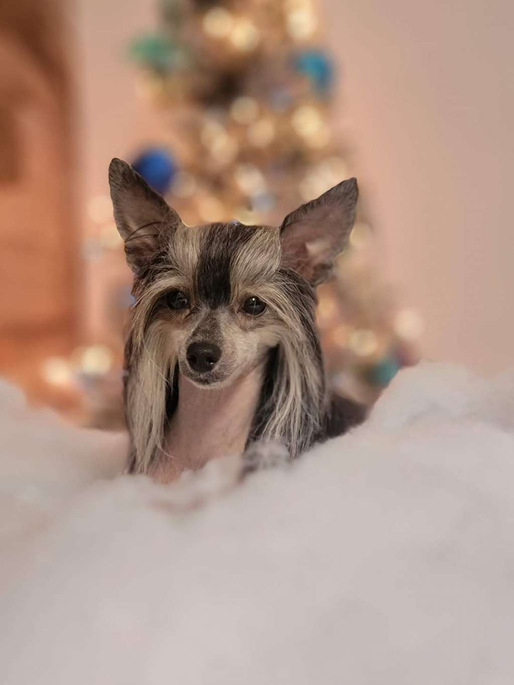 Zafirah Molosos Gratzi