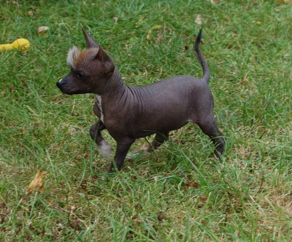 Indochine Kokeshi' c Dogs