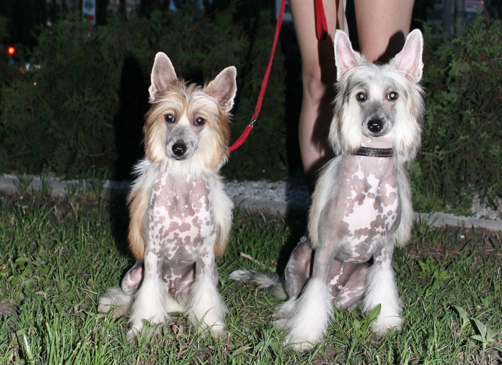 Avantazh ot Volnogo Psa