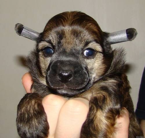 Gospoja Udacha iz Hohlyandii