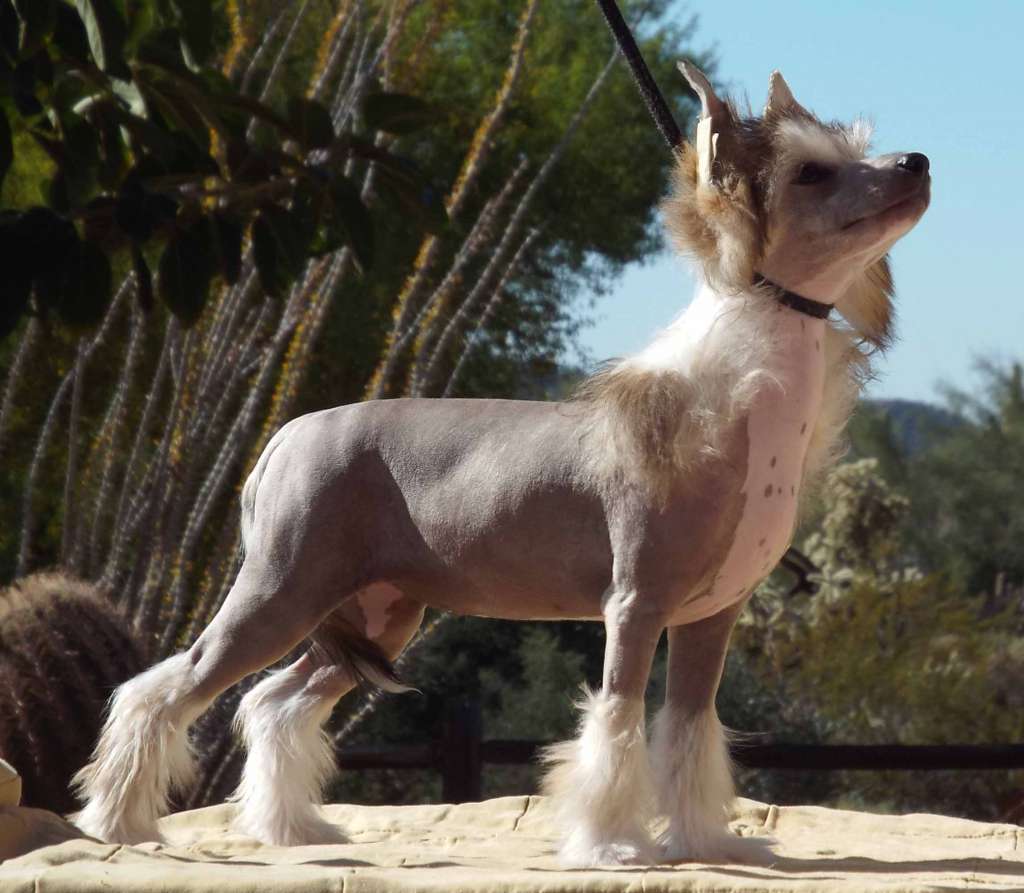 Crest-Vue's Gonna Be a Move'E Star