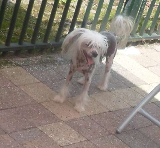 Cat's China Dogs Top Treasure