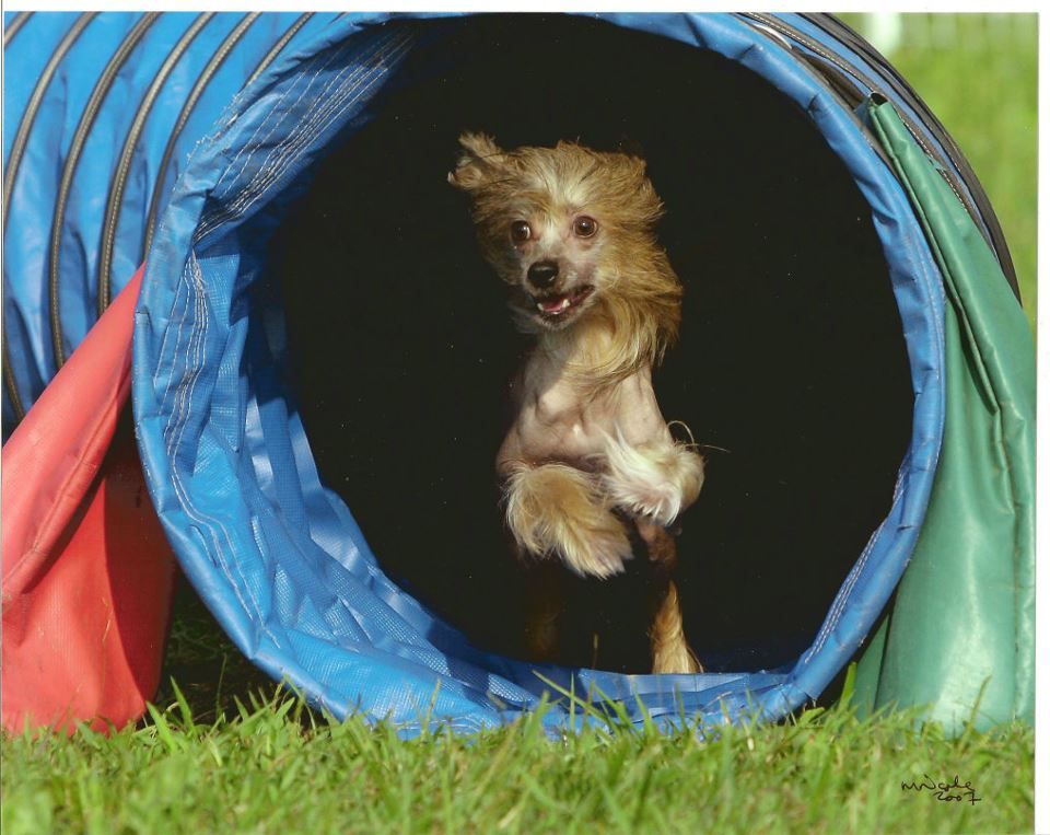 Gingery's Chrysanthemum