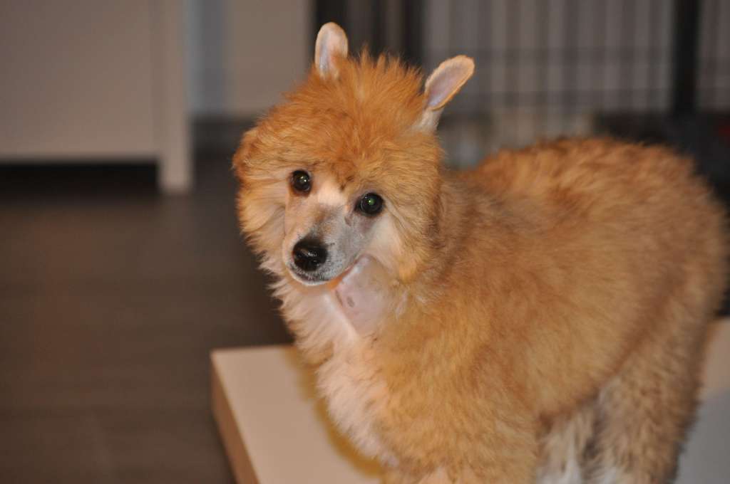 R'Nestor Du pré des Trolls