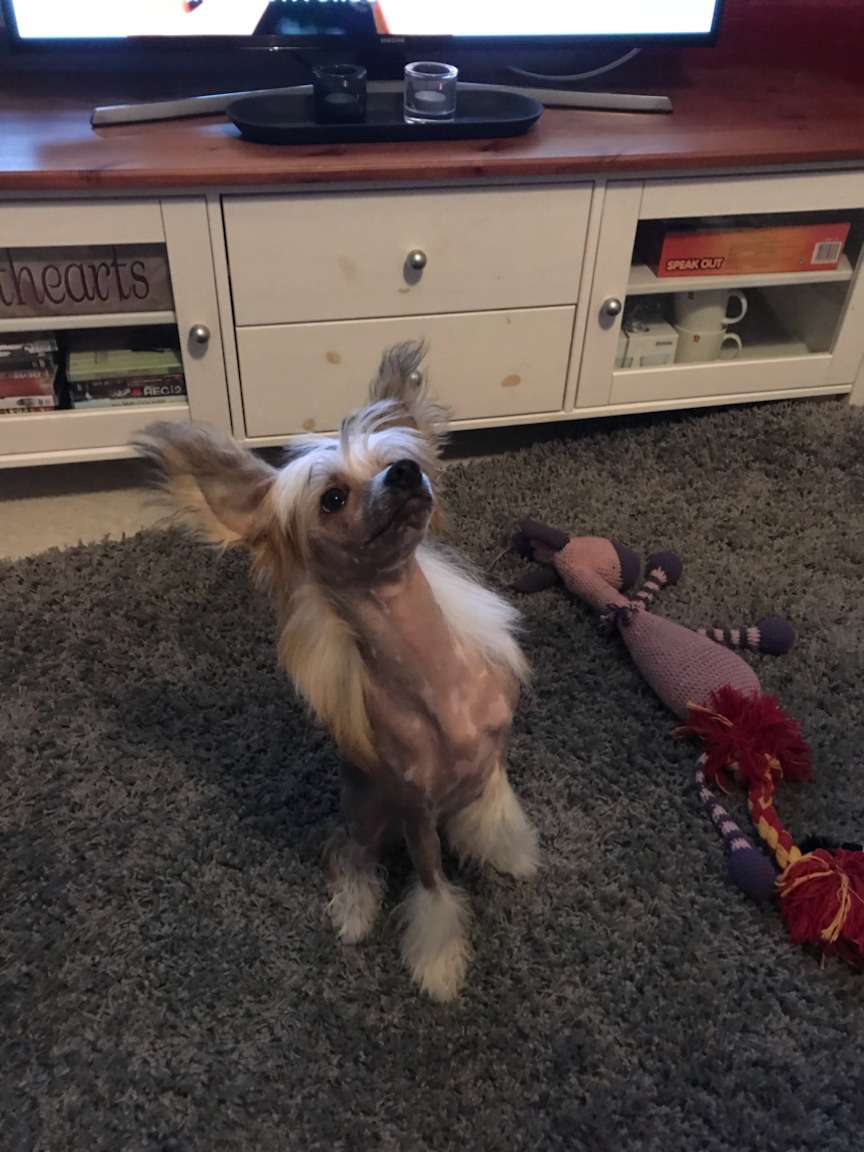 Pinky Twinky Valttikortti