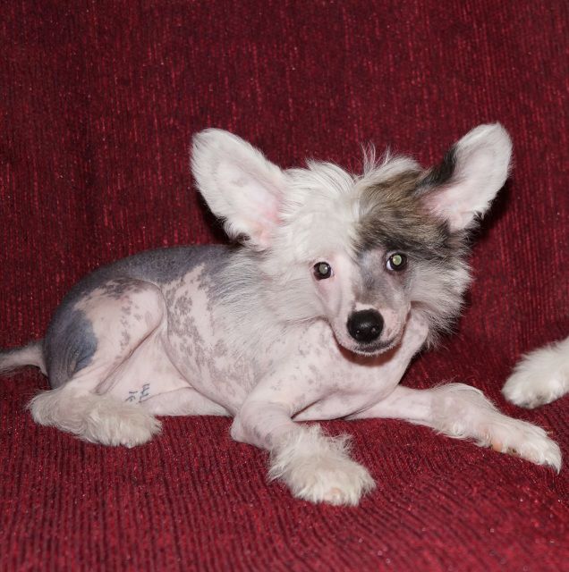 Oliviya  Prekrasnaya  Printsessa