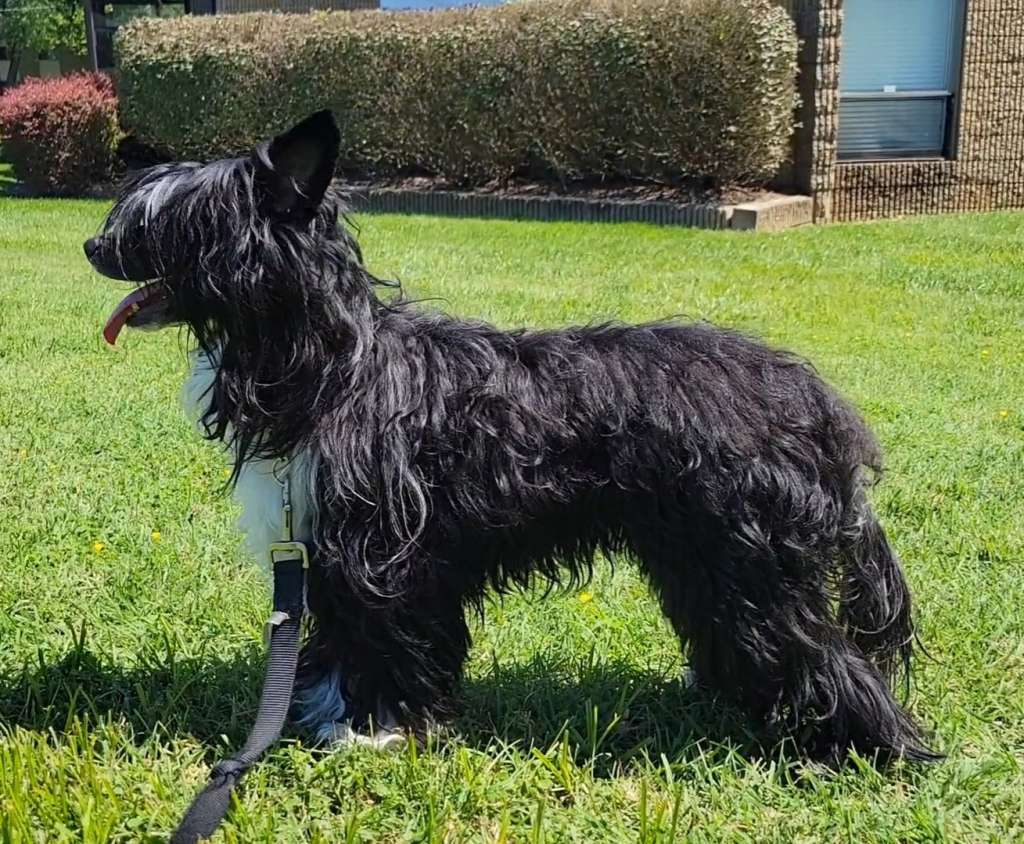 Just Cresteds Black Summer's Night