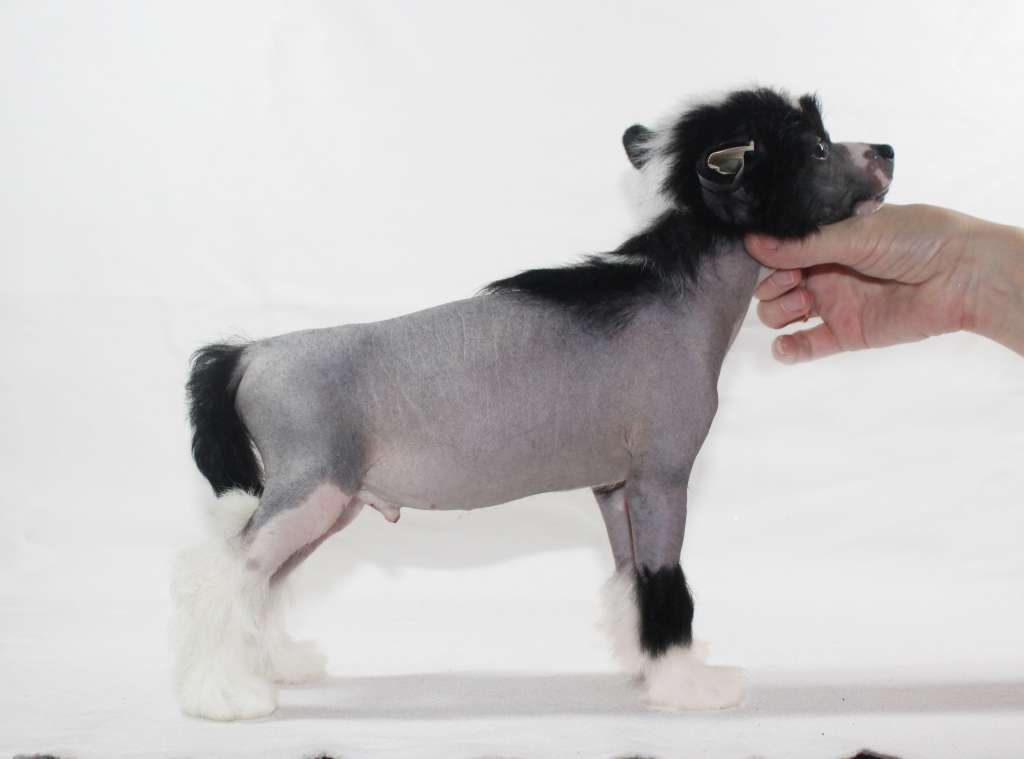 Charuyuschiy Soblazn Fantastic Prince