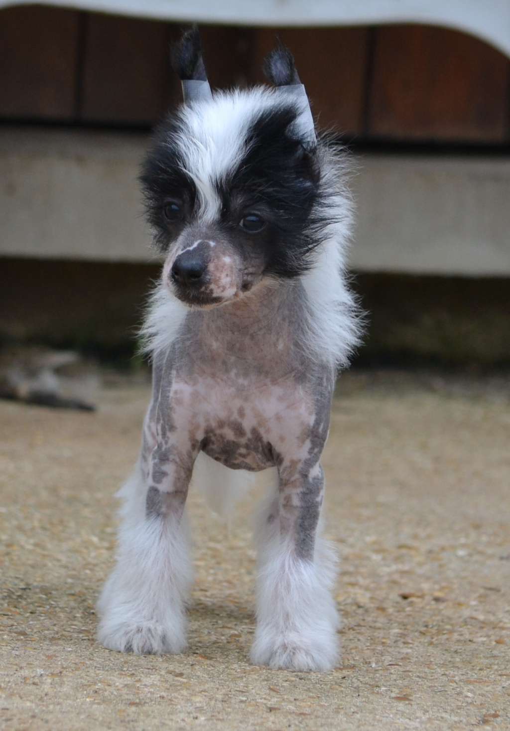 Melo Paradise de L'Orée des Rêves