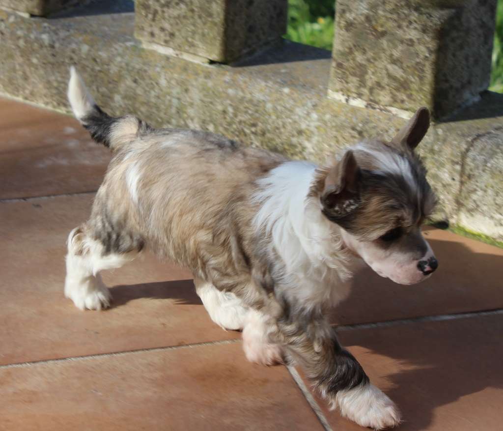 Candy cloud de Almamasan