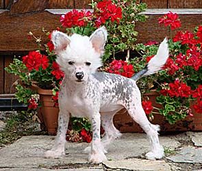 Blondy de l'Arche de la Tuilerie