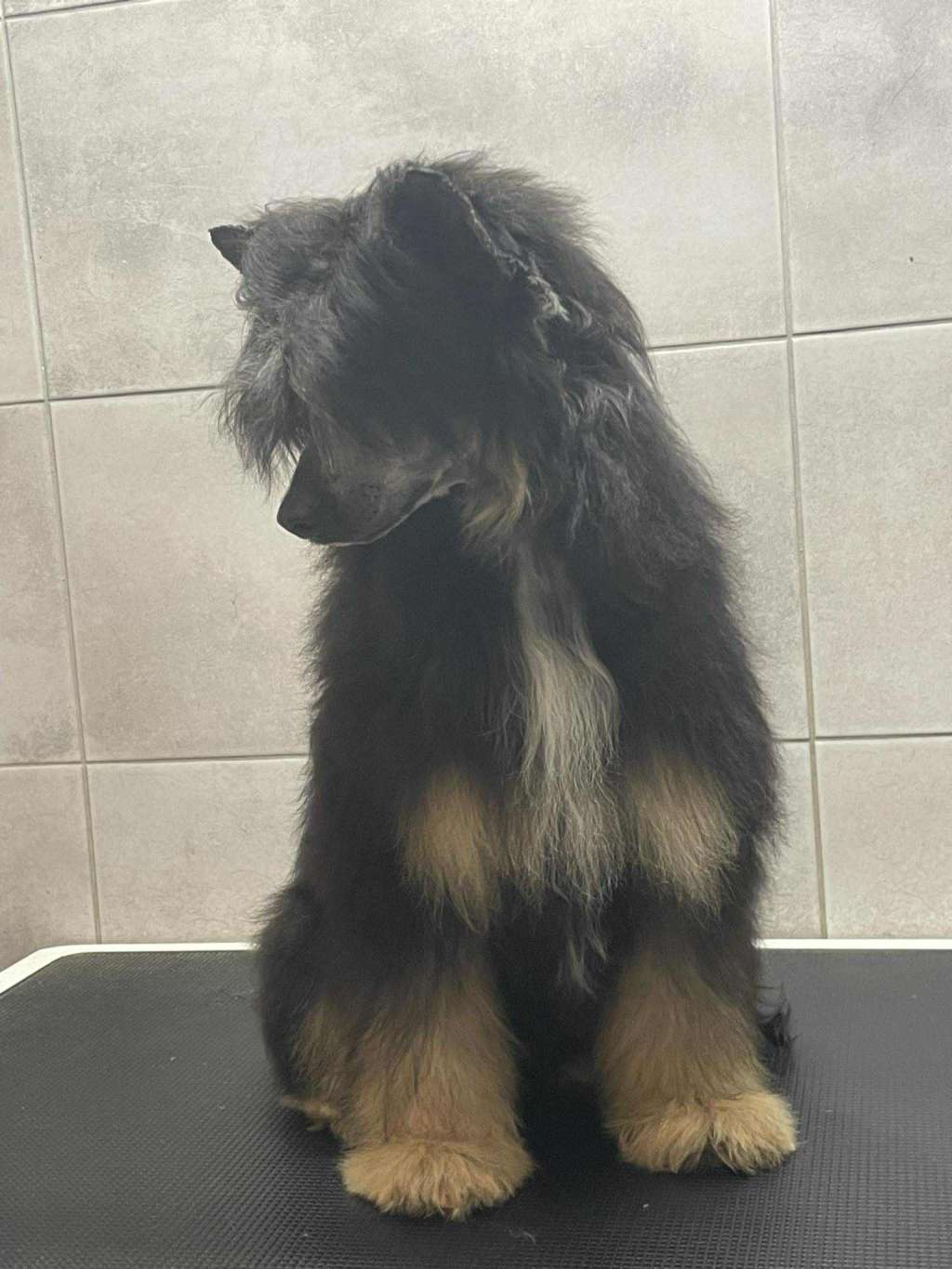 Black Drago Kings of Dreams