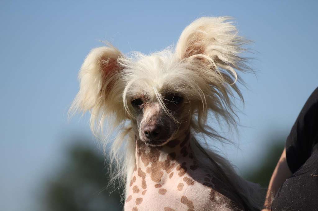 Happy Dancing Being Cupido