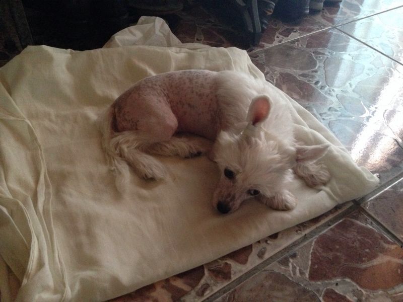 Saint Christopher's magic Life