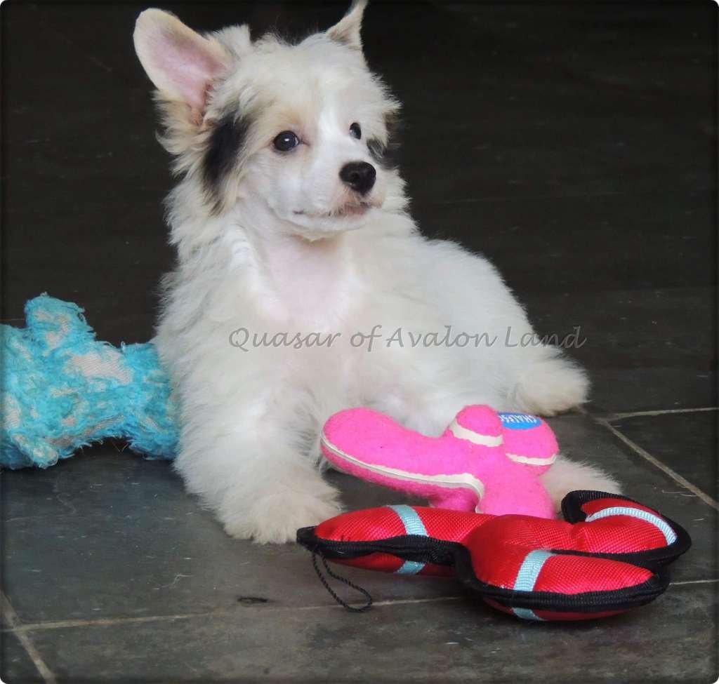 Quasar Pp of Avalon Land