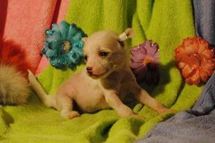 Bellissima Rosa Bianca Dom Risorto