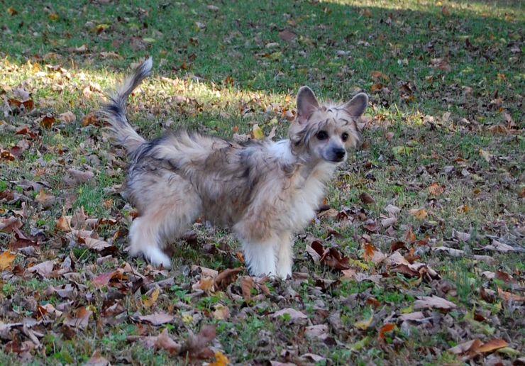 Lotus Wheel of Fortune
