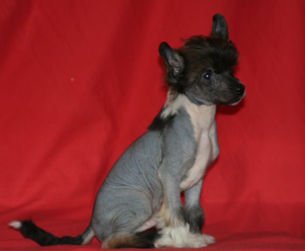 Zorrazo Jack Sparrow