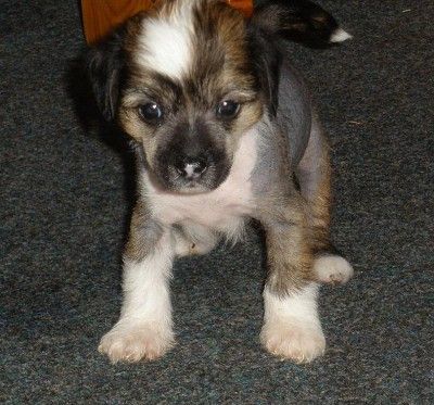 Bombastic Black  Ipsi Grand