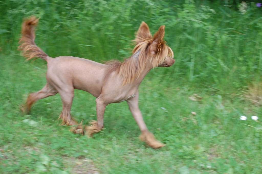 Kolezanka Kolesia Roingold