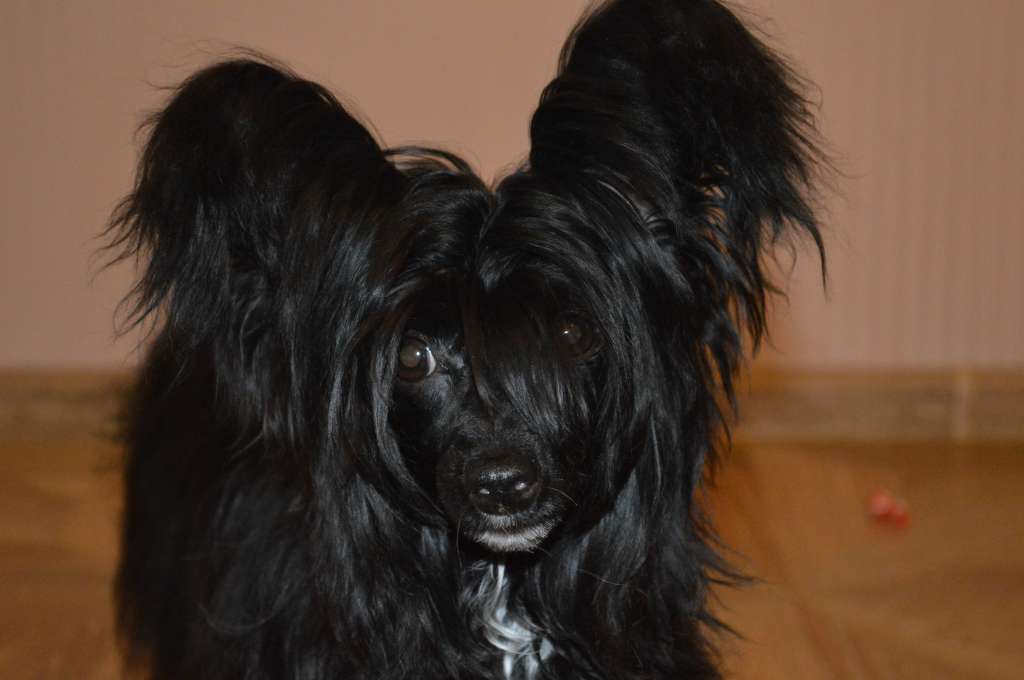 Ogni Stolitsy Jasmin