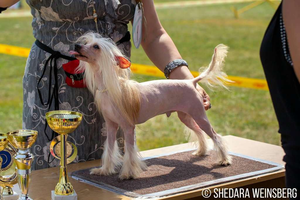 Pan Zlatozar Otrada Aristokratov