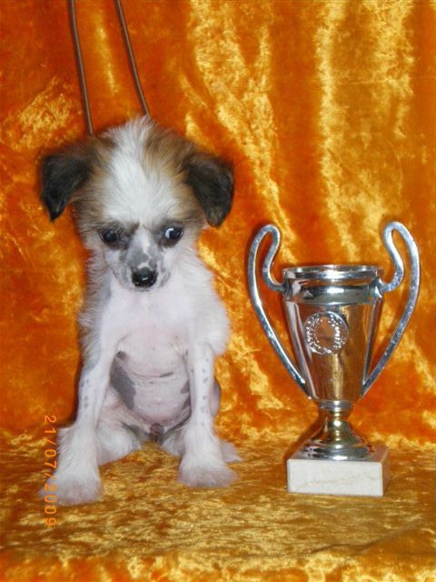  Kristal Yaniry Arabskaiy  Noch