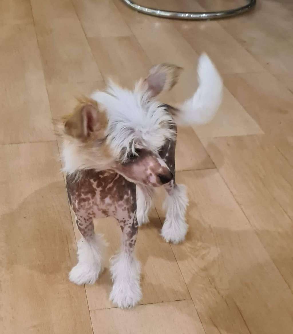 Koreke Commedia Dell"Arte